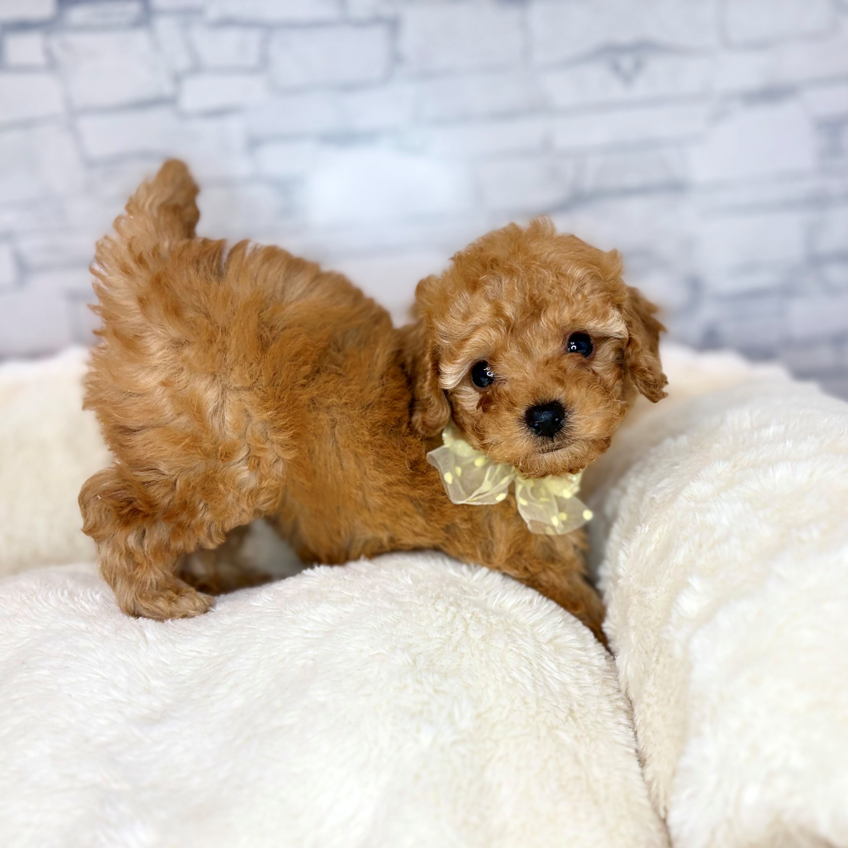 長野県のトイプードル(トイ) (犬の家＆猫の里長野店/2026年1月19日生まれ/男の子/レッド)の子犬の4枚目の画像