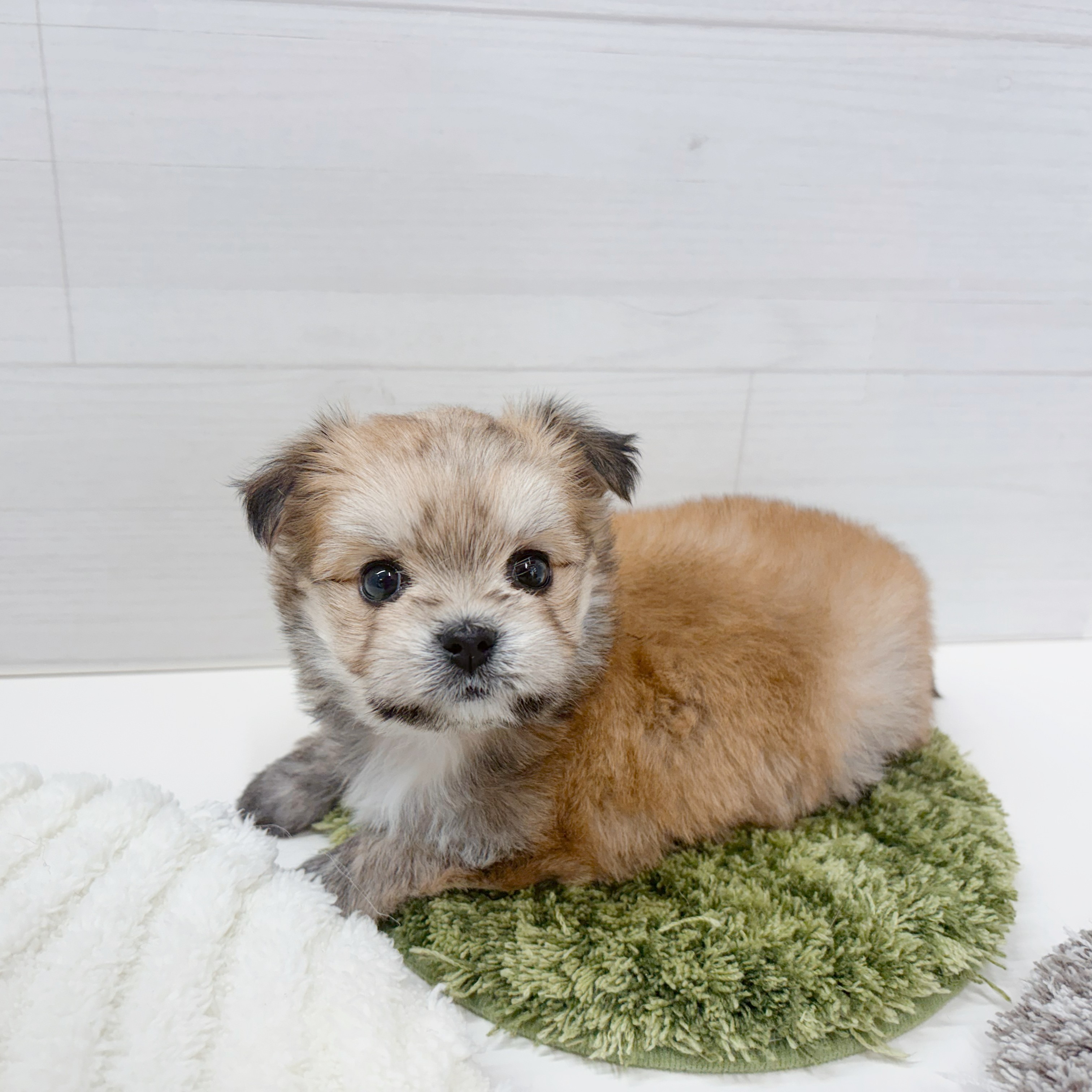 石川県のチワマル/マルチワ(チワワ×マルチーズ) (犬の家＆猫の里アミーゴ金沢おこばた店/2026年1月18日生まれ/女の子/フォーン)の子犬の4枚目の画像
