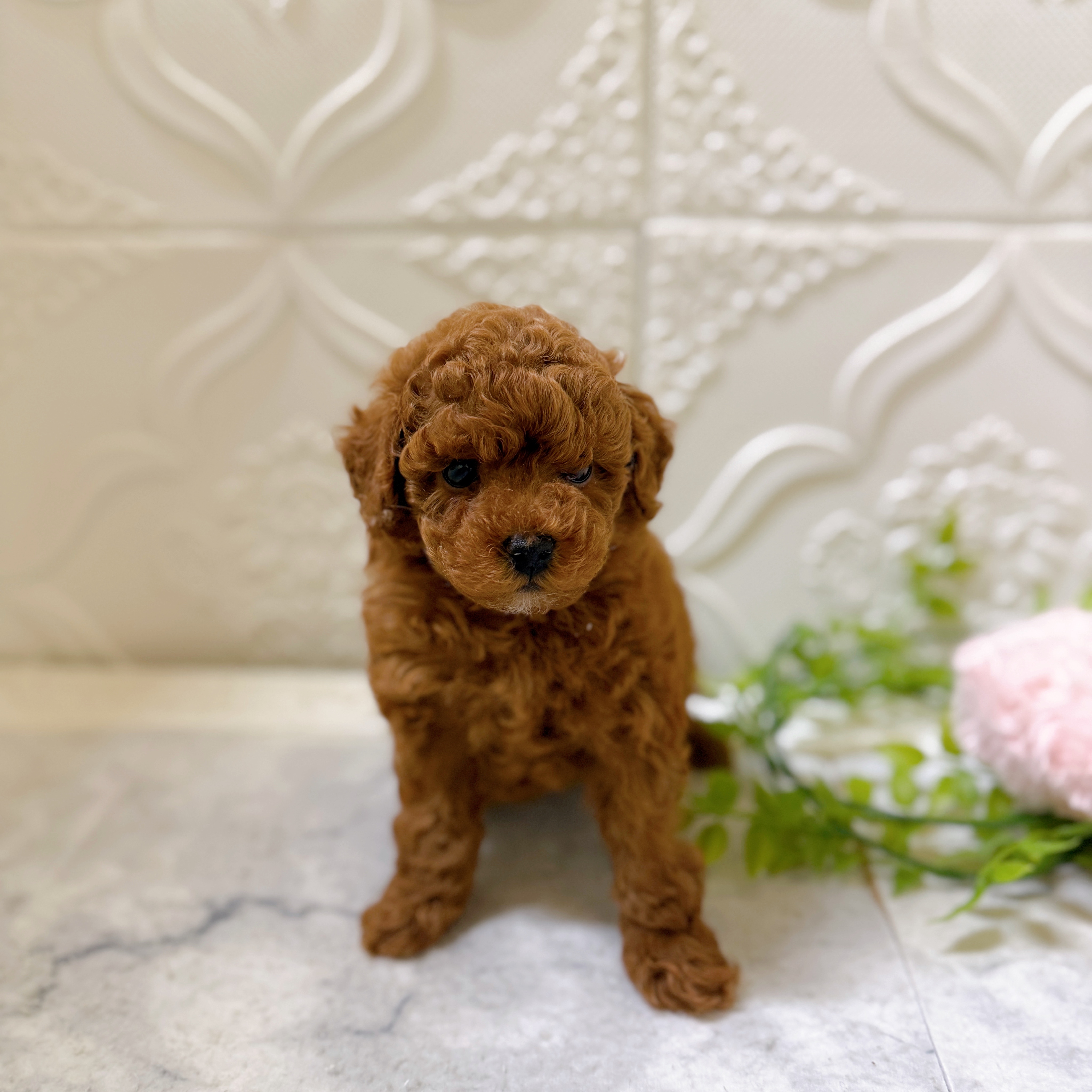 愛知県のトイプードル(トイ) (犬の家＆猫の里岡崎店/2026年1月20日生まれ/女の子/レッド)の子犬の4枚目の画像