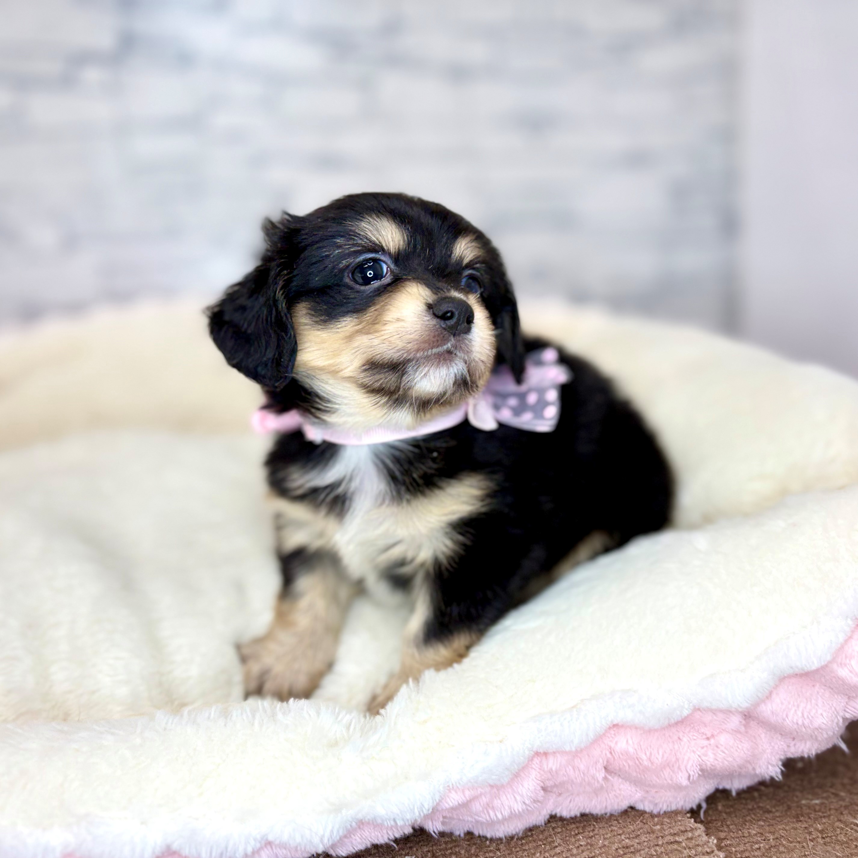 長野県のチワックス(チワワ×ダックス) (犬の家＆猫の里長野店/2026年1月19日生まれ/男の子/ブラックタンホワイト)の子犬の4枚目の画像