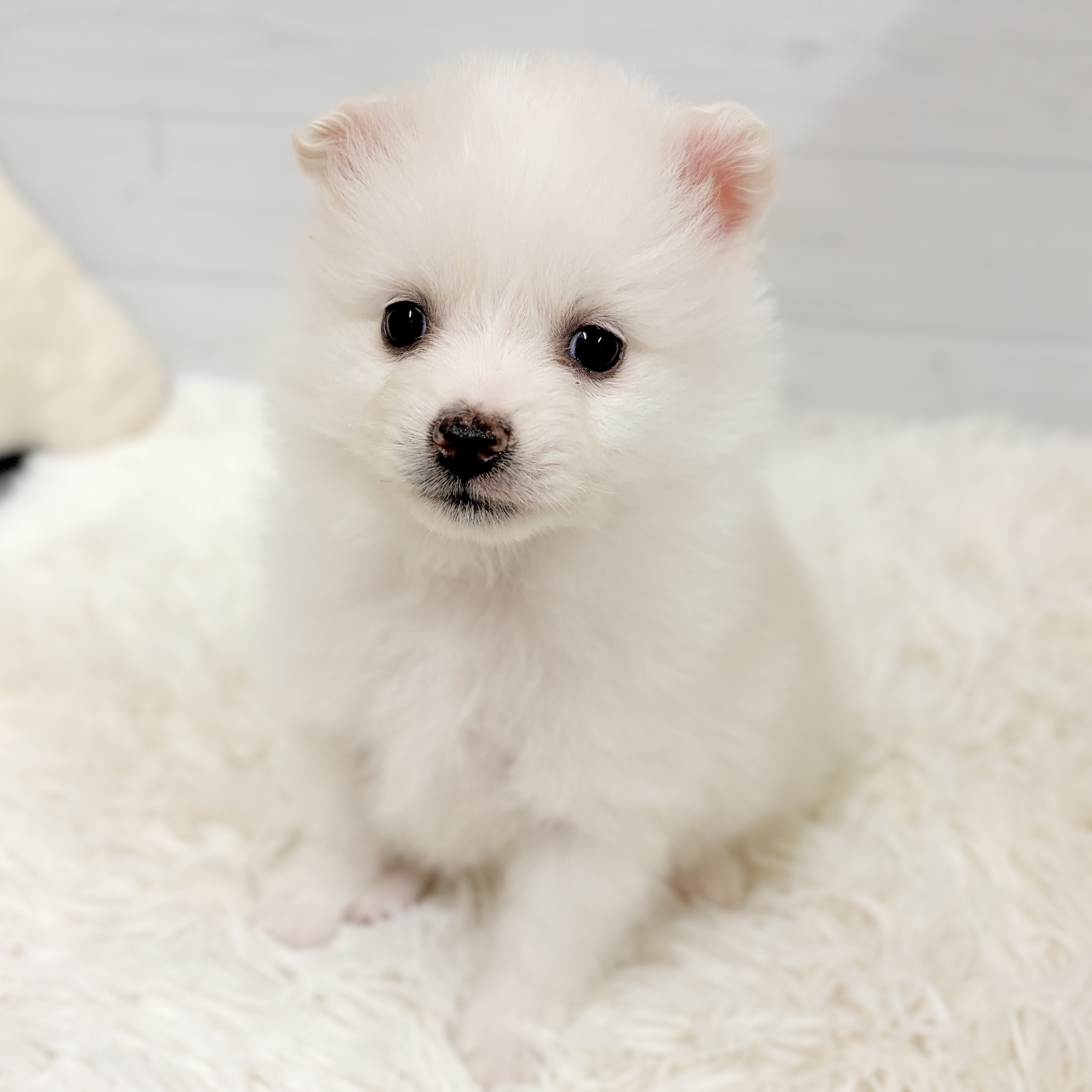 ポメラニアン男の子の写真