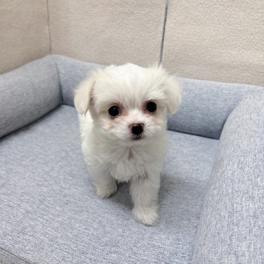 長野県のハーフ犬・ミックス犬 (犬の家＆猫の里塩尻店/2026年1月19日生まれ/男の子/ホワイト)の子犬の4枚目の画像