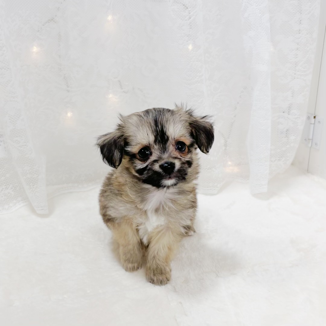 千葉県のハーフ犬・ミックス犬 (犬の家＆猫の里BIGHOPガーデンモール印西店/2026年1月19日生まれ/男の子/セーブル)の子犬の4枚目の画像