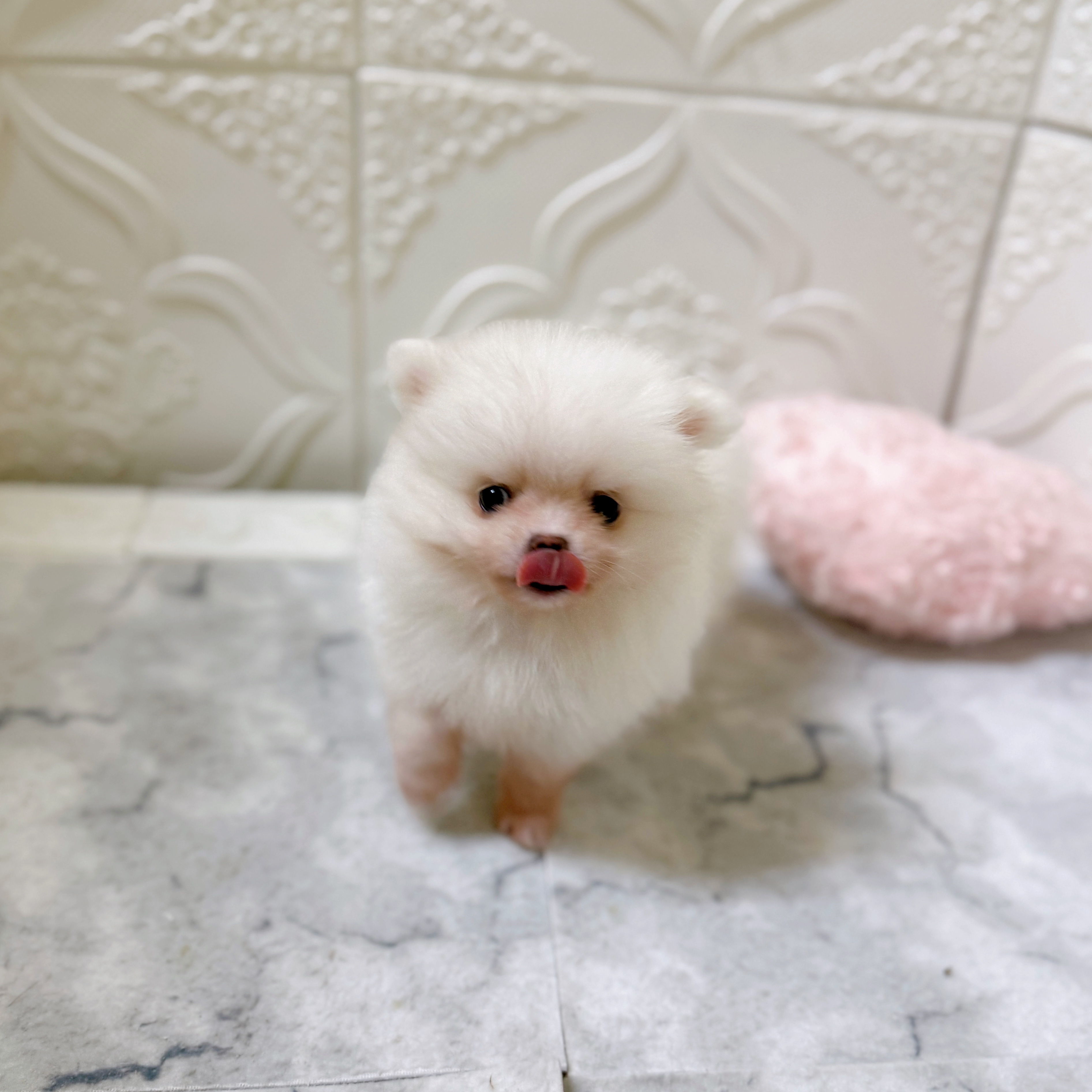 愛知県のポメラニアン (犬の家＆猫の里岡崎店/2026年1月20日生まれ/女の子/ホワイト)の子犬の4枚目の画像