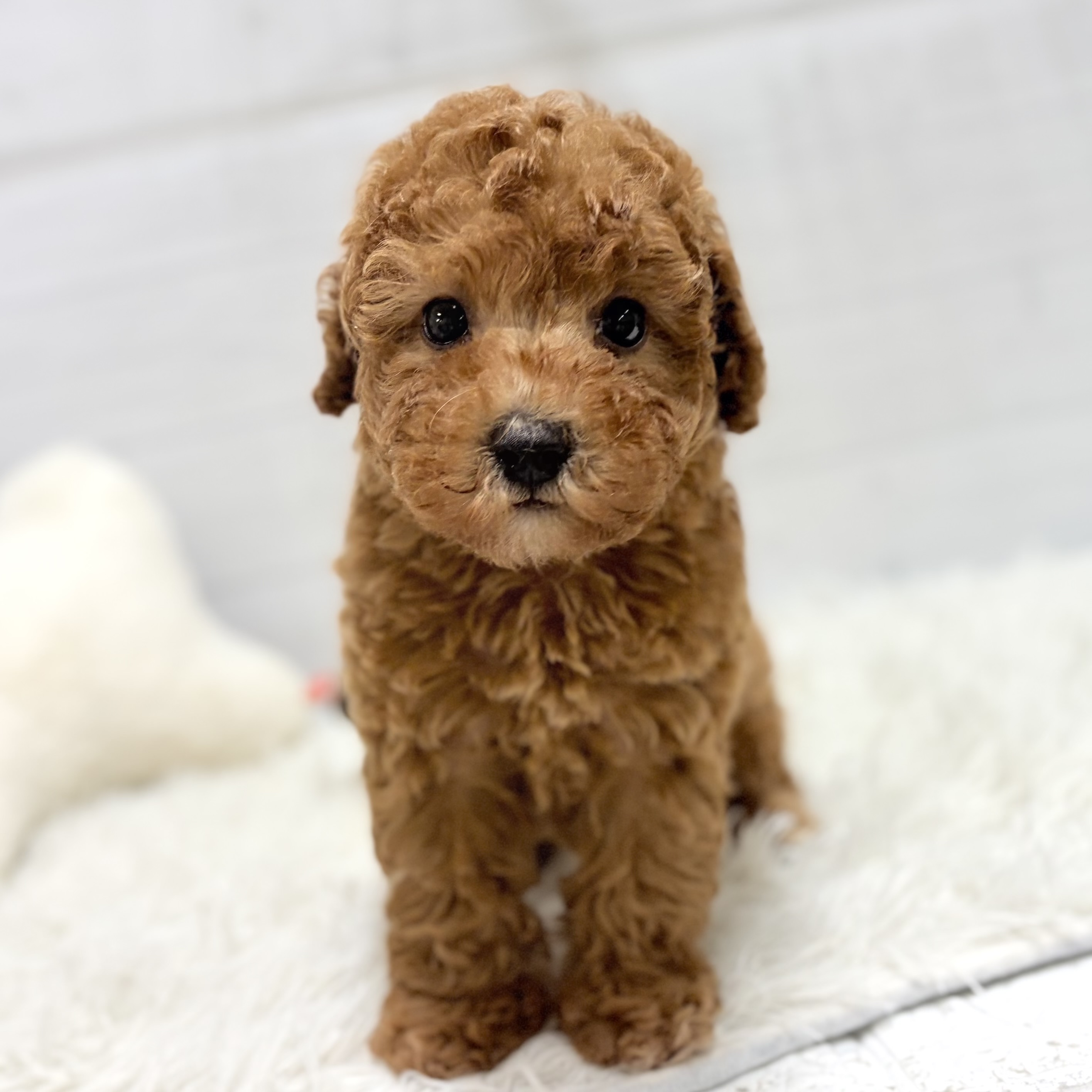 愛知県のトイプードル(トイ) (犬の家＆猫の里豊田店/2026年1月20日生まれ/男の子/アプリコット)の子犬の4枚目の画像