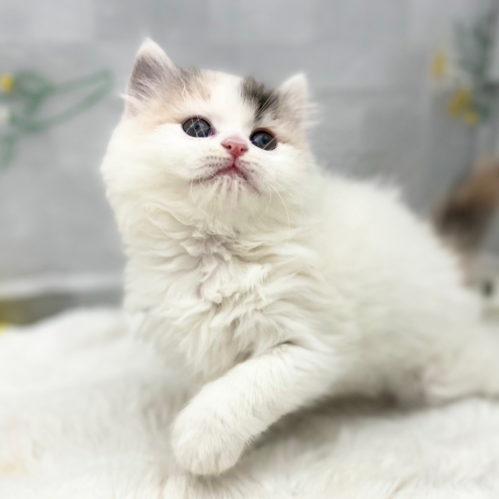 静岡県のマンチカン (犬の家＆猫の里MEGAドン・キホーテ袋井店/2026年1月18日生まれ/女の子/ダイリュートキャリコ)の子猫の4枚目の画像