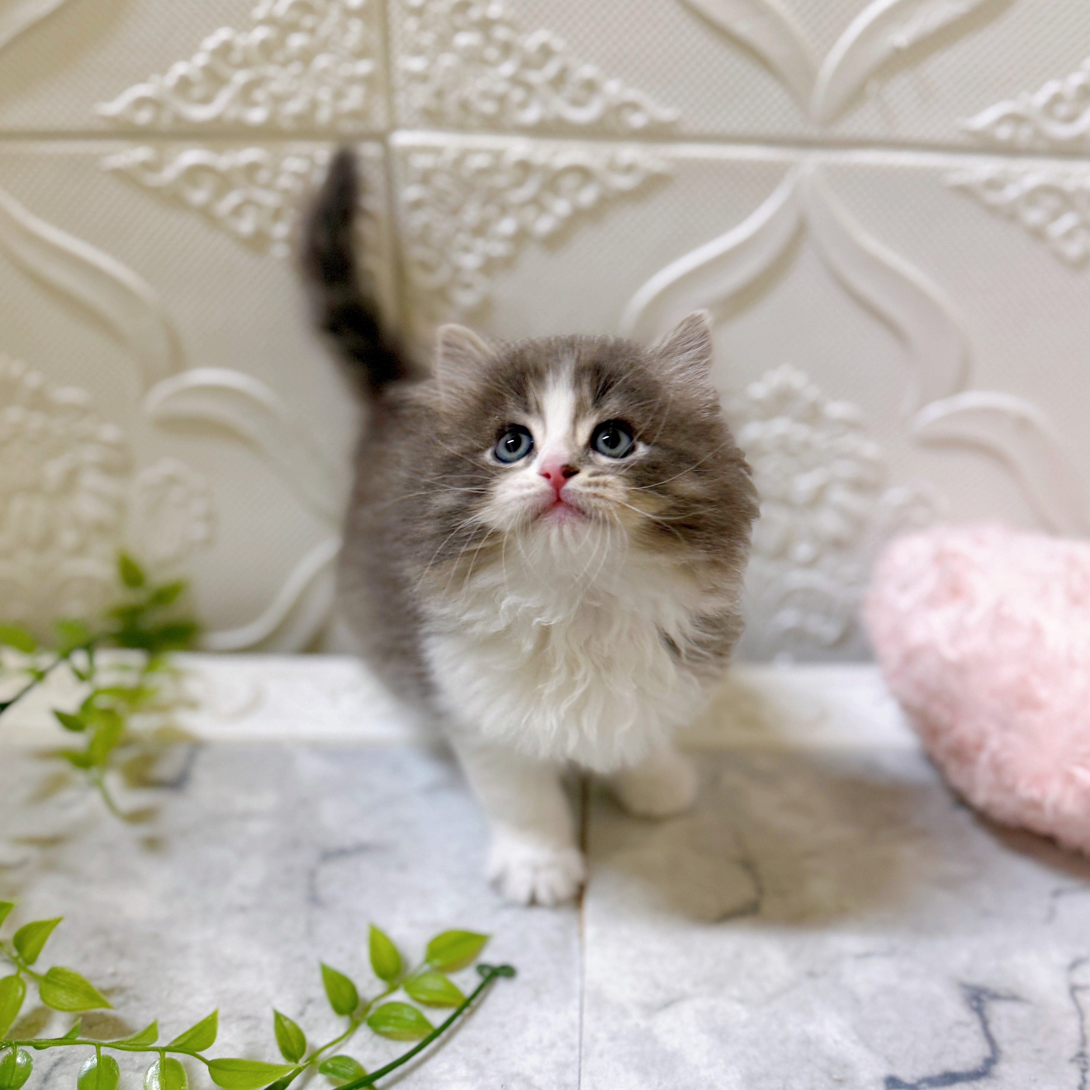 愛知県のサイベリアン (犬の家＆猫の里岡崎店/2026年1月19日生まれ/男の子/ブルータビーホワイト)の子猫の4枚目の画像