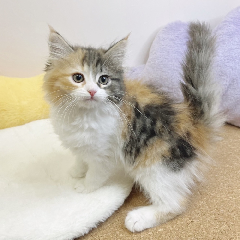 静岡県のサイベリアン (犬の家＆猫の里マークイズ静岡店/2026年1月19日生まれ/女の子/キャリコ)の子猫の1枚目の画像