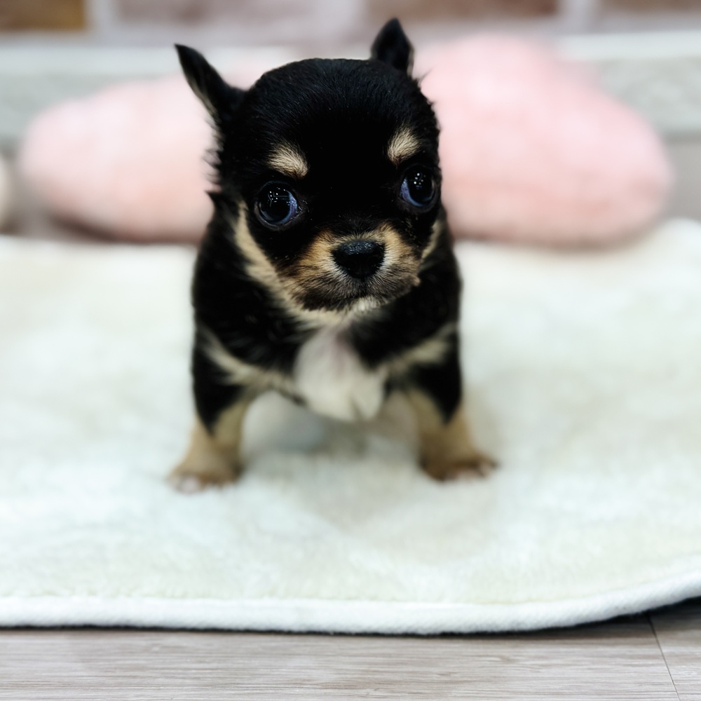 三重県のチワワ(ロング) (犬の家＆猫の里三重桑名店/2026年1月18日生まれ/女の子/ブラックタン)の子犬の4枚目の画像