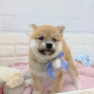 静岡県の柴犬(標準サイズ) (犬の家＆猫の里アミーゴ浜松和田店/2026年1月20日生まれ/男の子/赤)の子犬の4枚目の画像