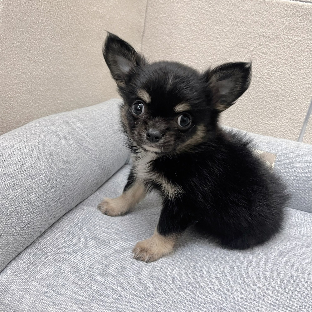 長野県のチワワ(ロング) (犬の家＆猫の里塩尻店/2026年1月19日生まれ/男の子/ブラックタン)の子犬の4枚目の画像