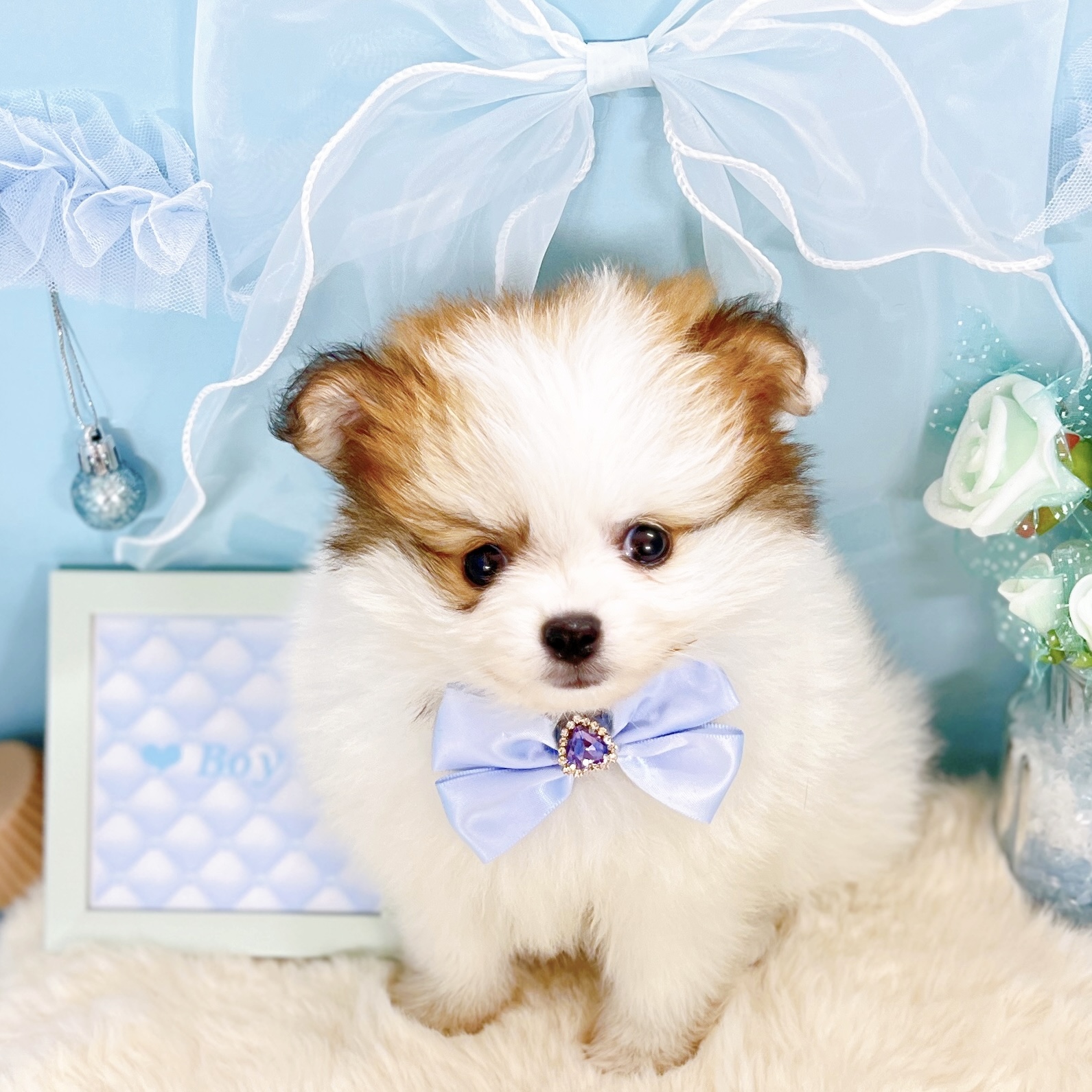 福井県のポメチワ/チワポメ/ポメチー(ポメラニアン×チワワ) (犬の家＆猫の里アミーゴ福井大和田店/2026年1月18日生まれ/男の子/パーティーカラー)の子犬の4枚目の画像