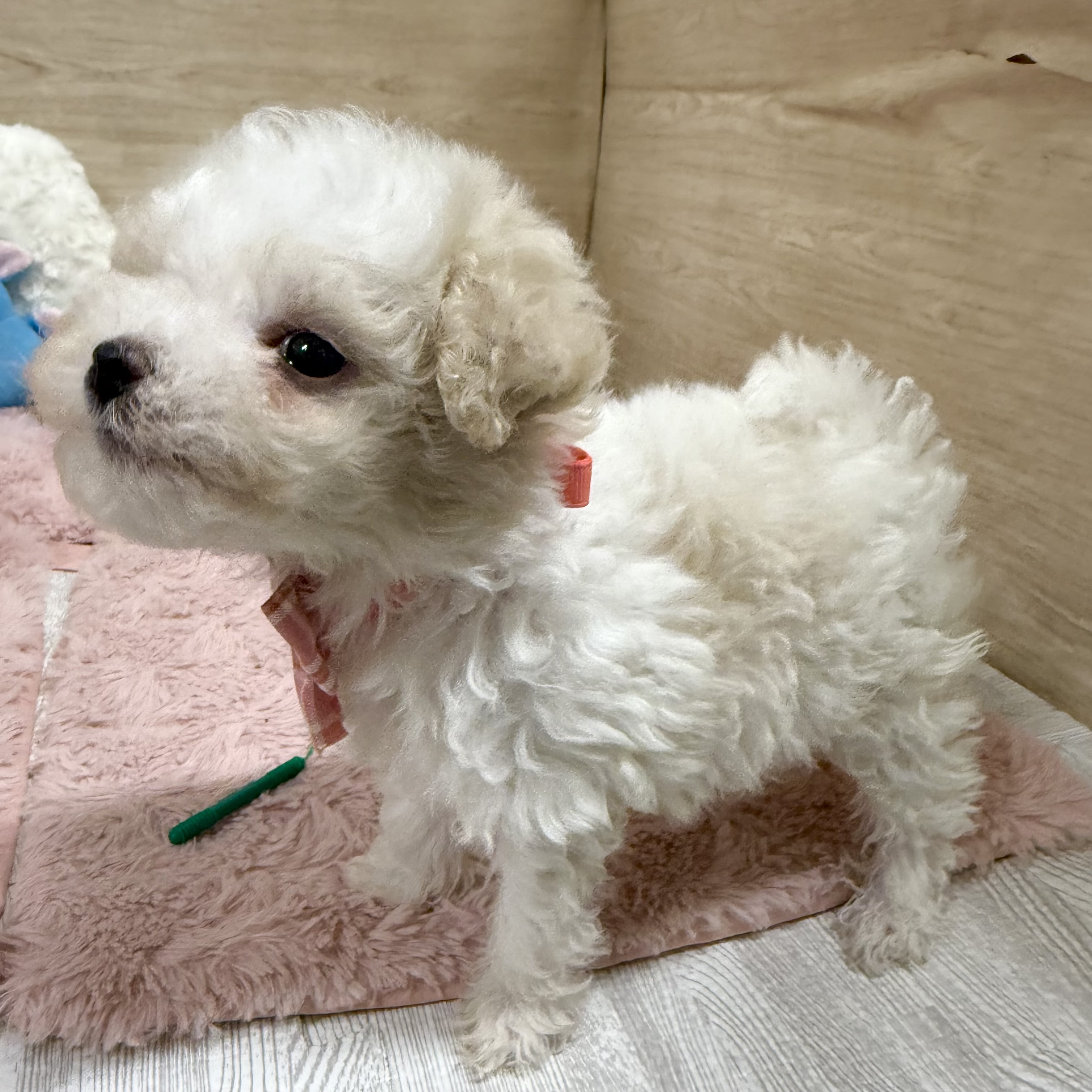 大阪府のビションプー(ビションフリーゼ×プードル) (犬の家＆猫の里そよら東岸和田店/2026年1月17日生まれ/女の子/ホワイト)の子犬の4枚目の画像