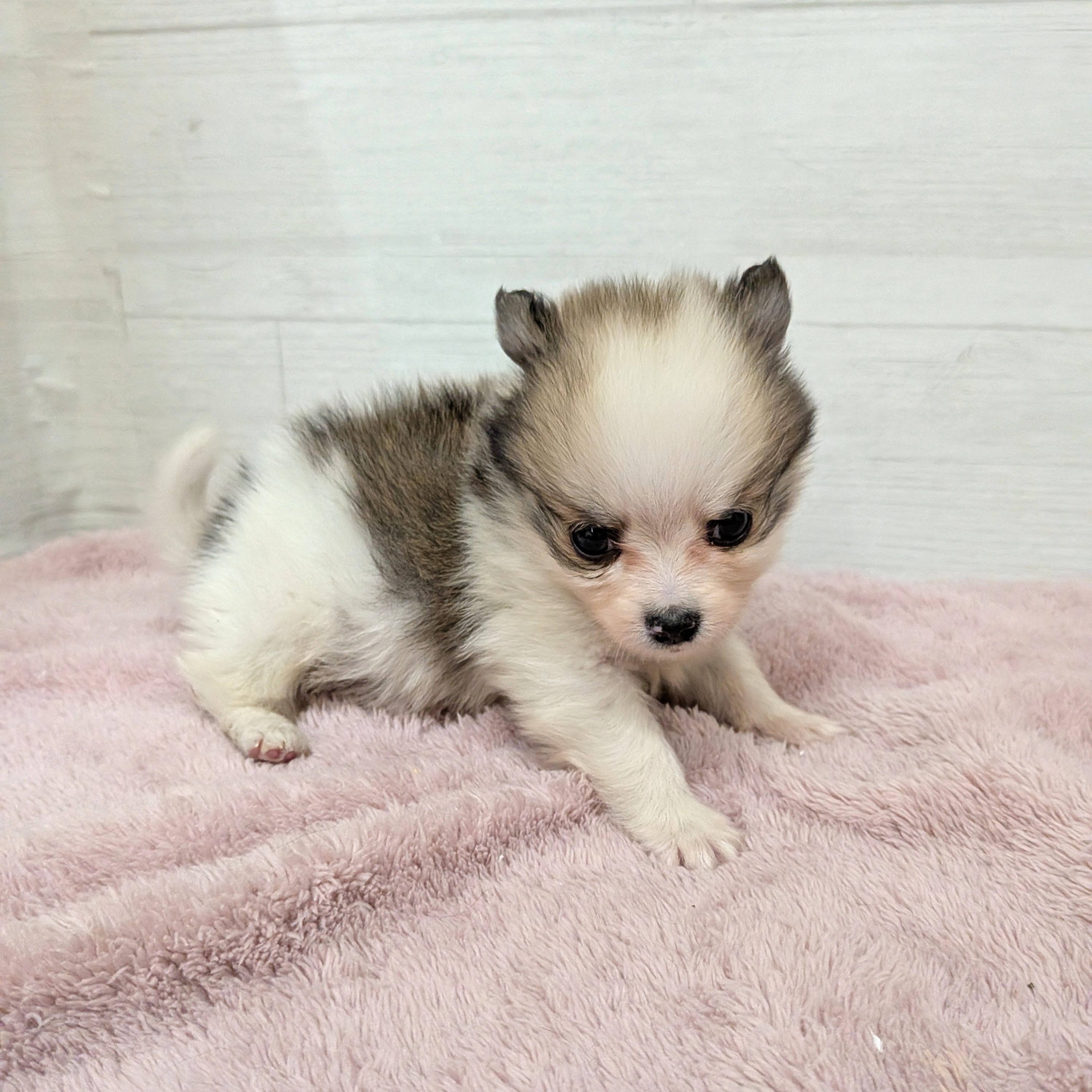 愛知県のポメチワ/チワポメ/ポメチー(ポメラニアン×チワワ) (犬の家＆猫の里碧南店/2026年1月18日生まれ/男の子/パーティーカラー)の子犬の4枚目の画像