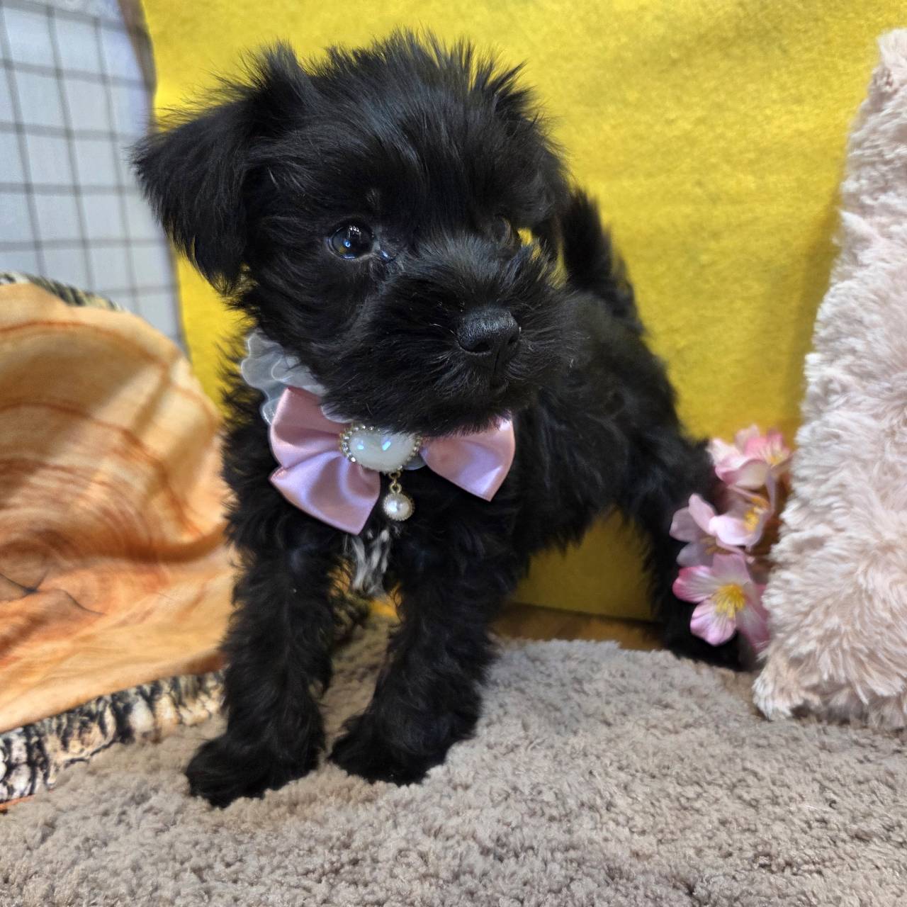 長野県のミニチュアシュナウザー (犬の家＆猫の里カインズ梓川店/2026年1月18日生まれ/男の子/ブラック)の子犬の4枚目の画像