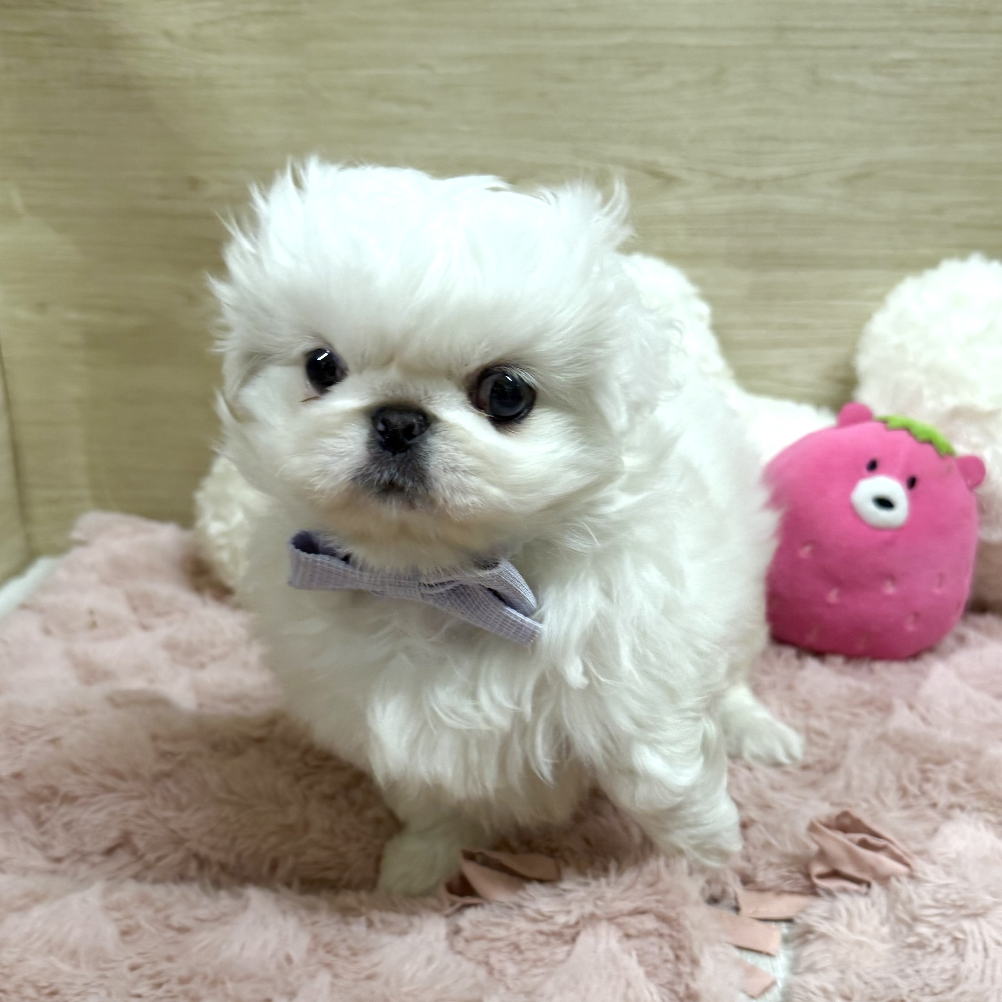 大阪府のペキニーズ (犬の家＆猫の里そよら東岸和田店/2026年1月18日生まれ/女の子/ホワイト)の子犬の4枚目の画像