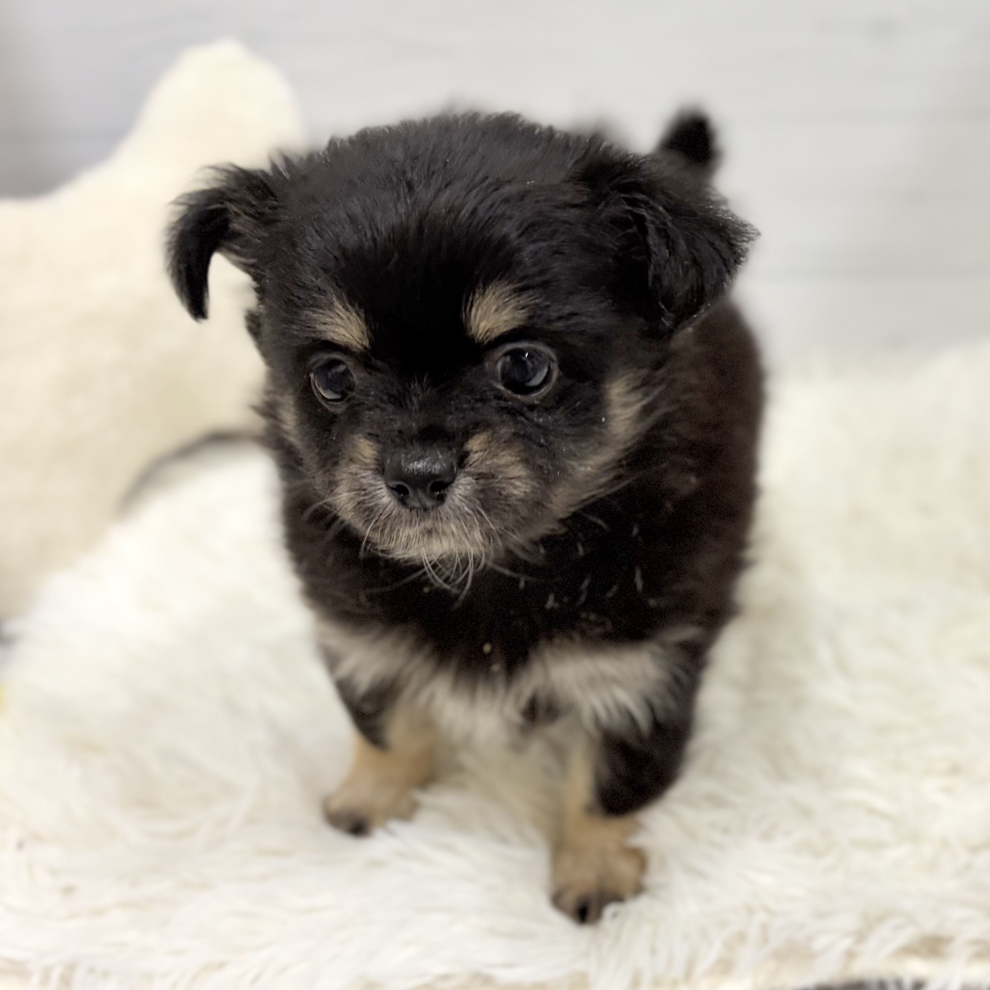 愛知県のポメチワ/チワポメ/ポメチー(ポメラニアン×チワワ) (犬の家＆猫の里豊田店/2026年1月19日生まれ/女の子/ブラックタンホワイト)の子犬の4枚目の画像