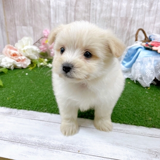 ハーフ犬女の子の写真