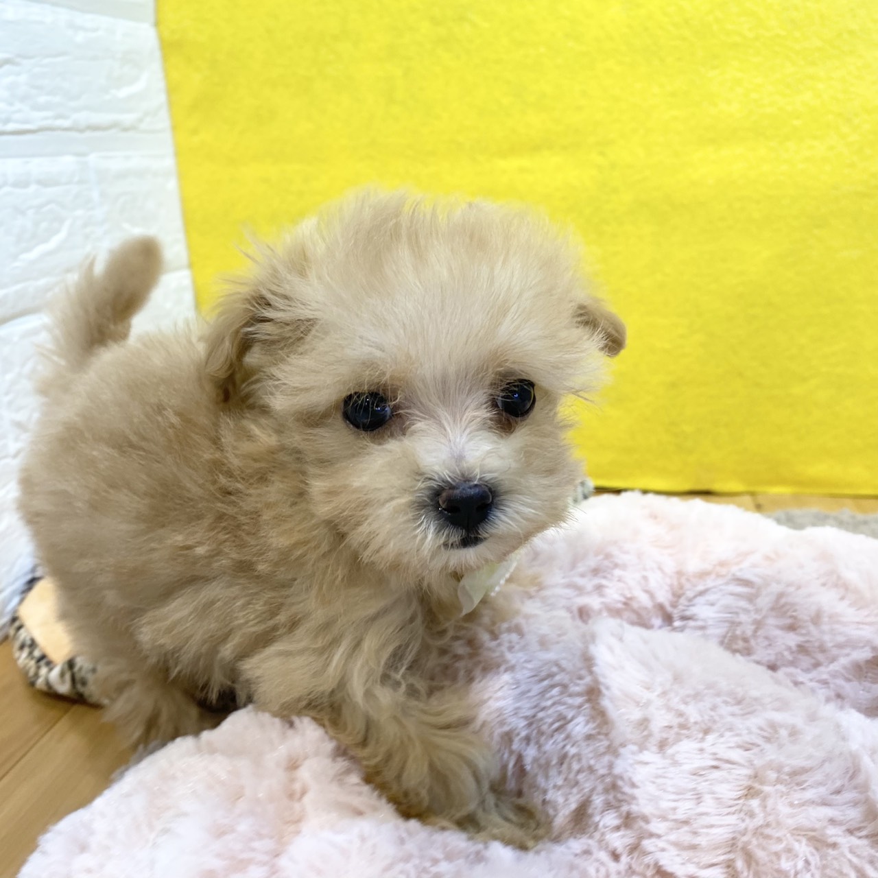 長野県のマルプー(マルチーズ×プードル) (犬の家＆猫の里カインズ梓川店/2026年1月19日生まれ/女の子/アプリコット)の子犬の4枚目の画像