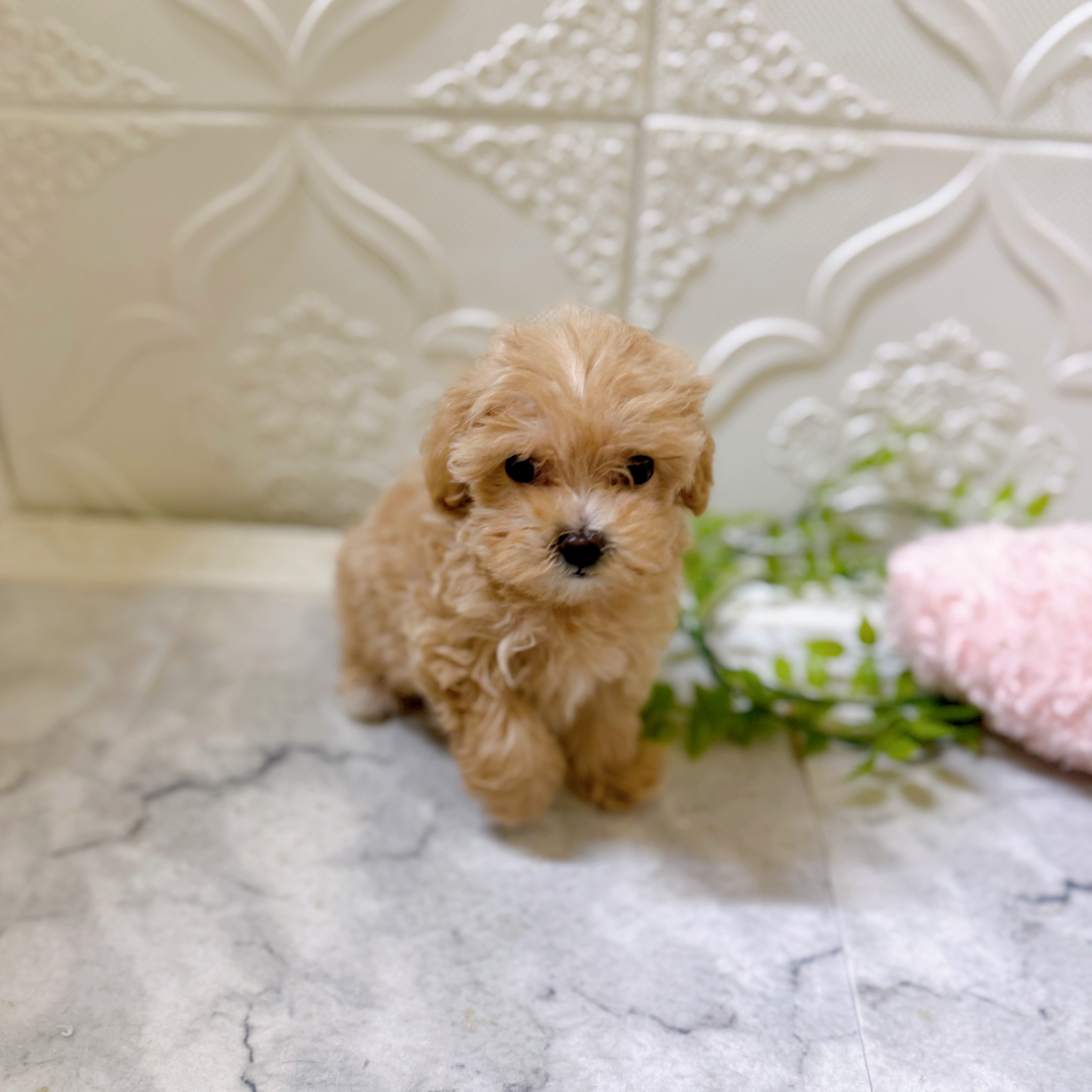 静岡県のマルプー(マルチーズ×プードル) (犬の家＆猫の里プレ葉ウォーク浜北店/2026年1月19日生まれ/女の子/アプリコット)の子犬の4枚目の画像