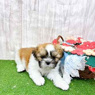 神奈川県のシーズー (犬の家＆猫の里小田原店/2026年1月17日生まれ/女の子/ゴールドホワイト)の子犬の4枚目の画像