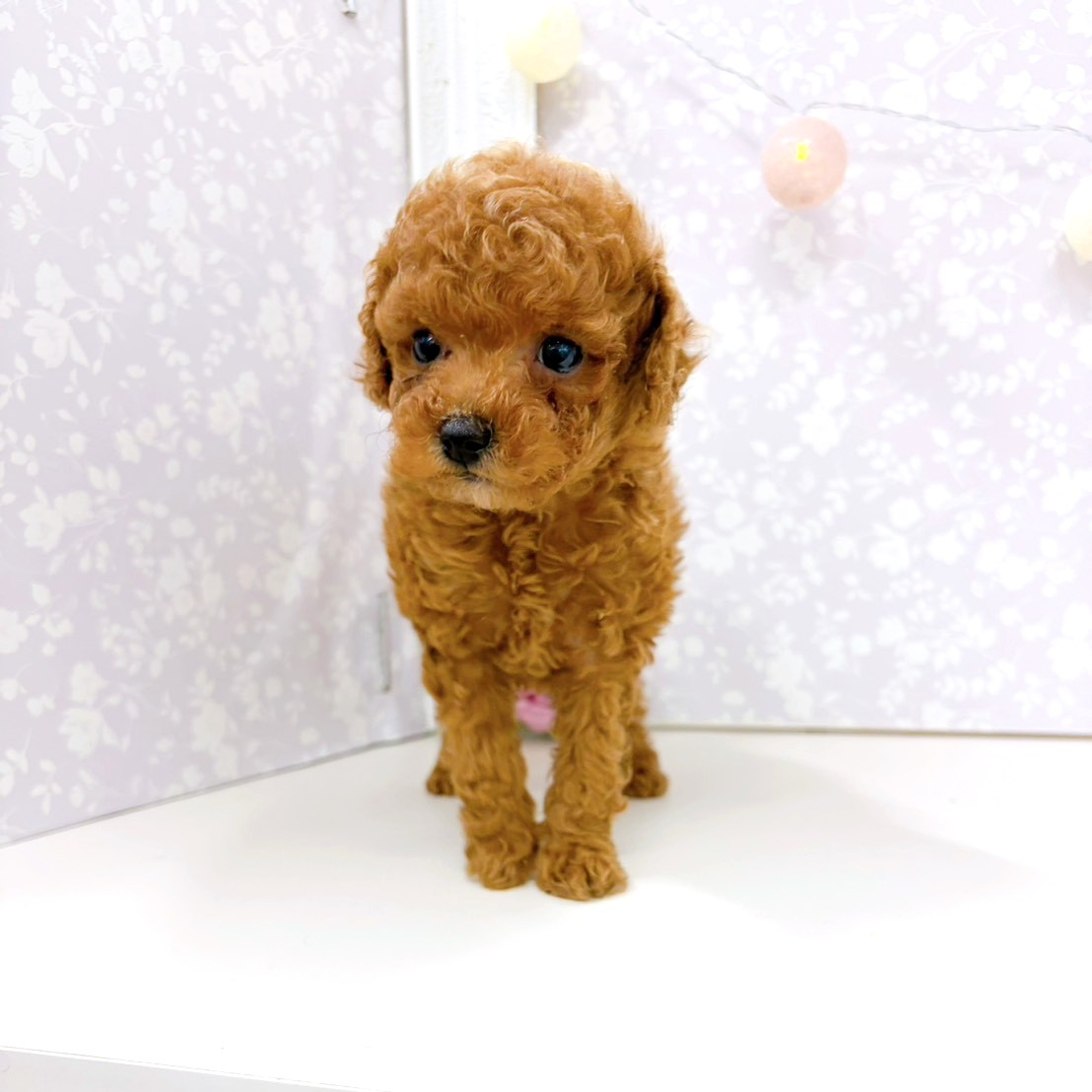 富山県のトイプードル(トイ) (犬の家＆猫の里アミーゴ高岡蓮花寺店/2026年1月19日生まれ/女の子/レッド)の子犬の4枚目の画像