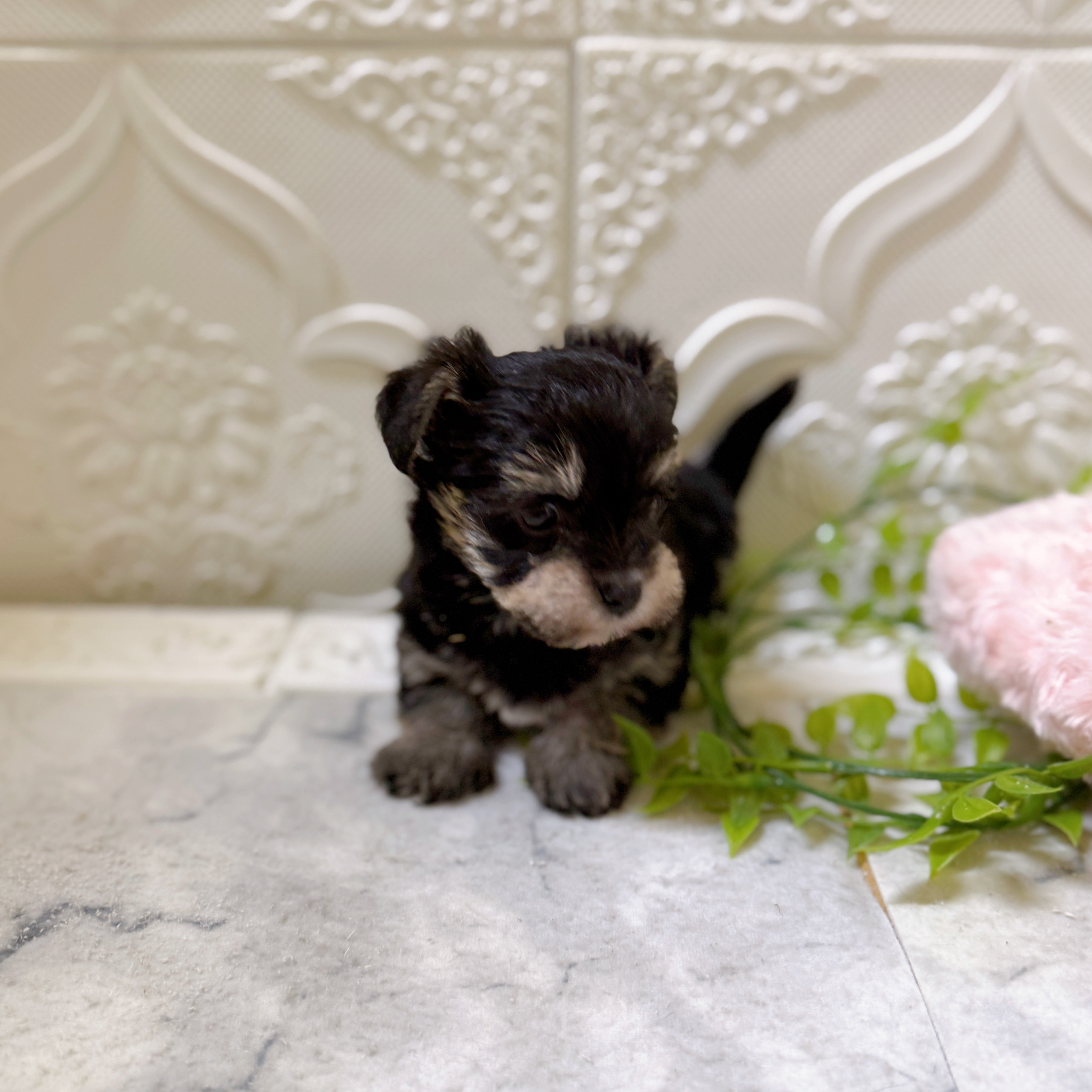 愛知県のシュナマル/マルシュナ(シュナウザー×マルチーズ) (犬の家＆猫の里岡崎店/2026年1月20日生まれ/男の子/ブラックシルバー)の子犬の4枚目の画像