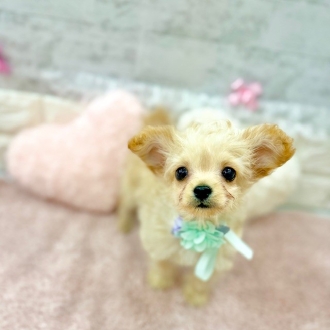 静岡県のチワプー/プーチー(チワワ×プードル) (犬の家＆猫の里プレ葉ウォーク浜北店/2026年1月20日生まれ/男の子/クリーム)の子犬の1枚目の画像