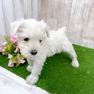 神奈川県のミニチュアシュナウザー (犬の家＆猫の里小田原店/2026年1月17日生まれ/女の子/ホワイト)の子犬の4枚目の画像