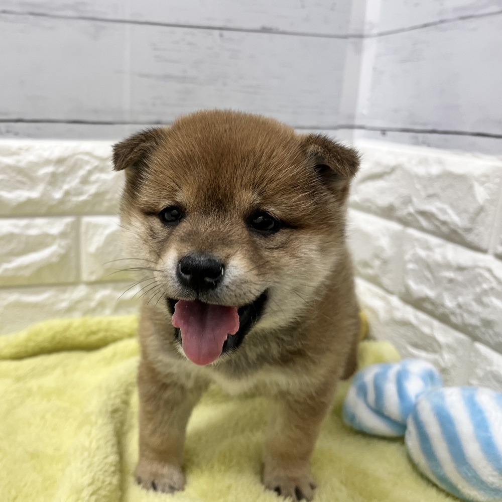 静岡県の柴犬(標準サイズ) (犬の家＆猫の里アミーゴ浜松和田店/2026年1月20日生まれ/女の子/赤)の子犬の4枚目の画像