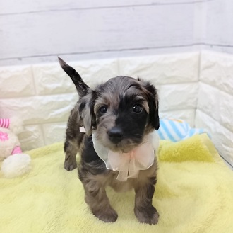 静岡県のダップー(ダックス×プードル) (犬の家＆猫の里アミーゴ浜松和田店/2026年1月19日生まれ/女の子/シルバーダップル)の子犬の4枚目の画像