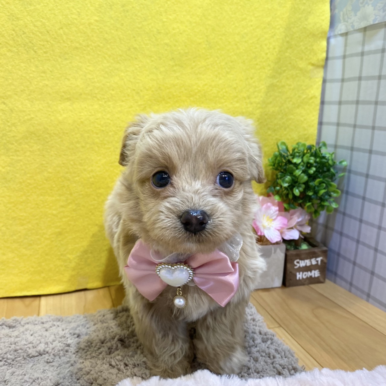 長野県のチワプー/プーチー(チワワ×プードル) (犬の家＆猫の里カインズ梓川店/2026年1月19日生まれ/女の子/クリームホワイト)の子犬の4枚目の画像