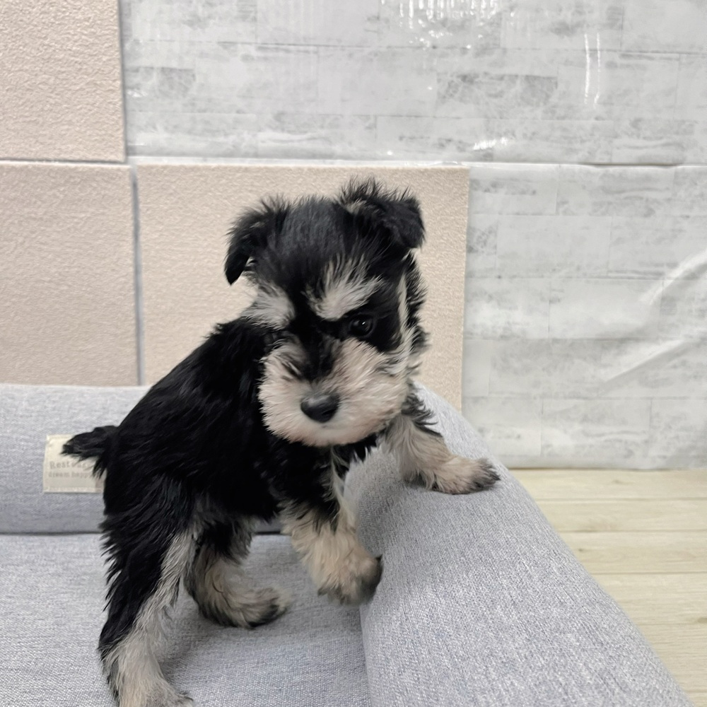 長野県のミニチュアシュナウザー (犬の家＆猫の里塩尻店/2026年1月17日生まれ/女の子/ブラックシルバー)の子犬の4枚目の画像