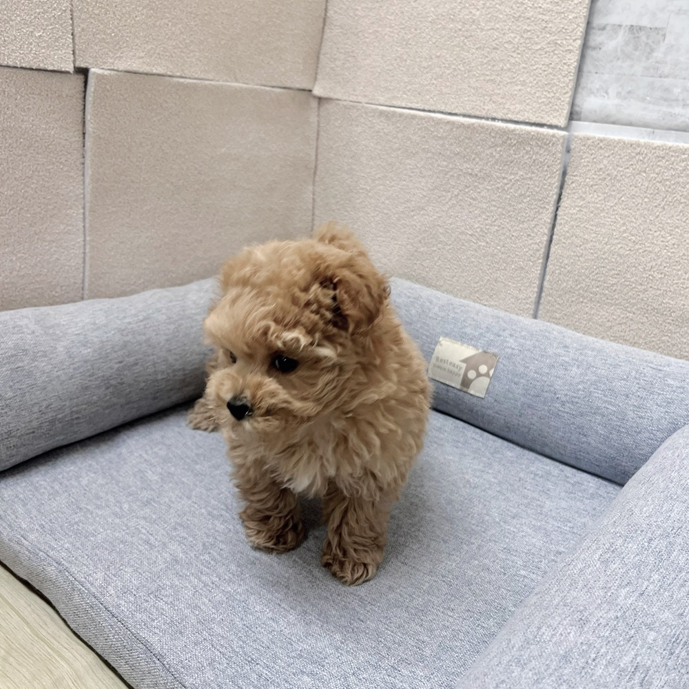長野県のマルプー(マルチーズ×プードル) (犬の家＆猫の里塩尻店/2026年1月19日生まれ/女の子/アプリコット)の子犬の4枚目の画像