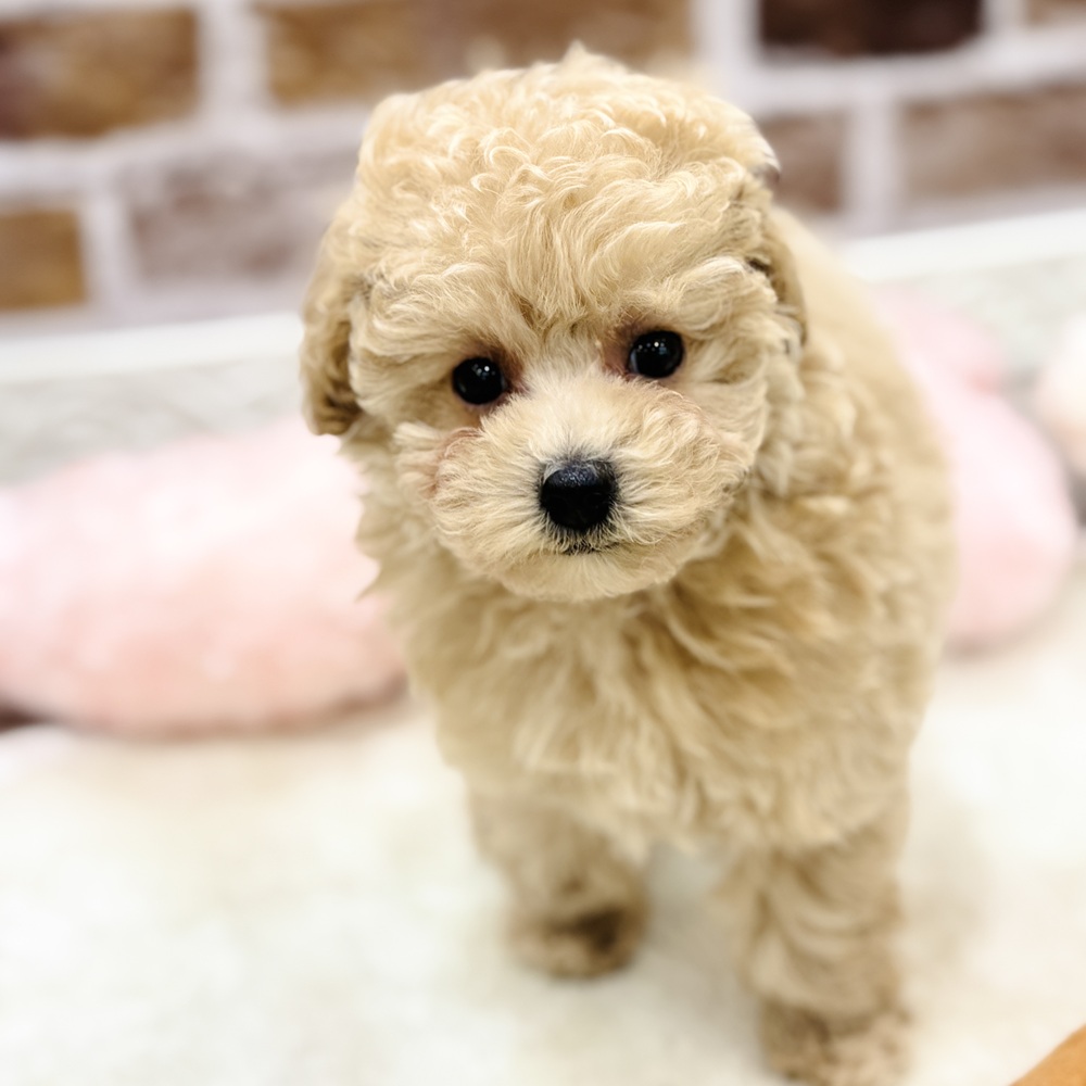 三重県のトイプードル(トイ) (犬の家＆猫の里三重桑名店/2026年1月20日生まれ/女の子/クリーム)の子犬の4枚目の画像