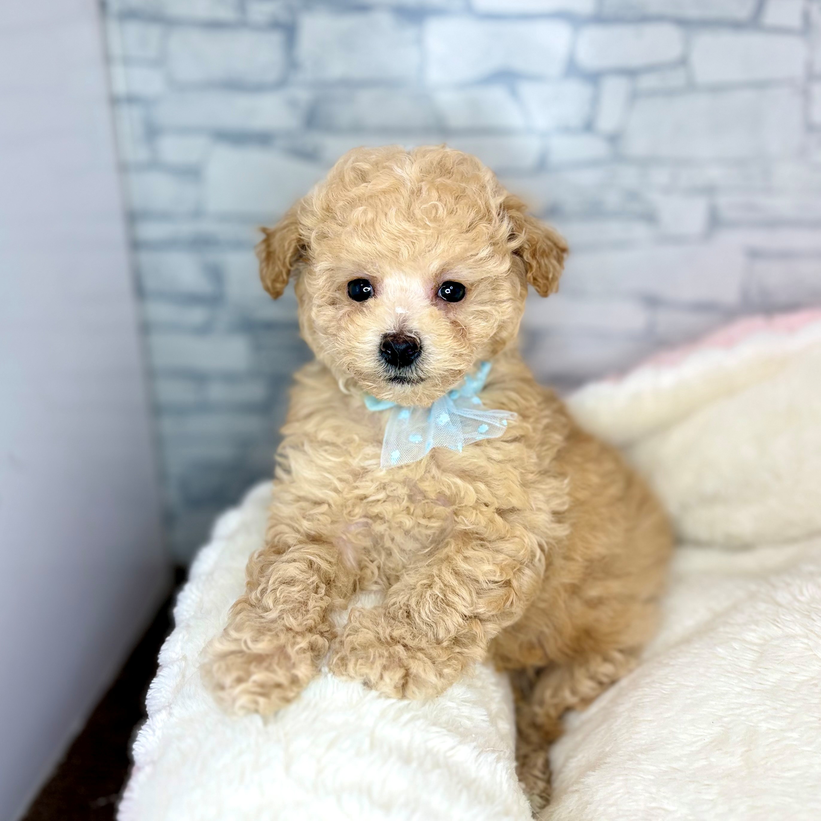 長野県のトイプードル(トイ) (犬の家＆猫の里長野店/2026年1月20日生まれ/男の子/クリーム)の子犬の4枚目の画像