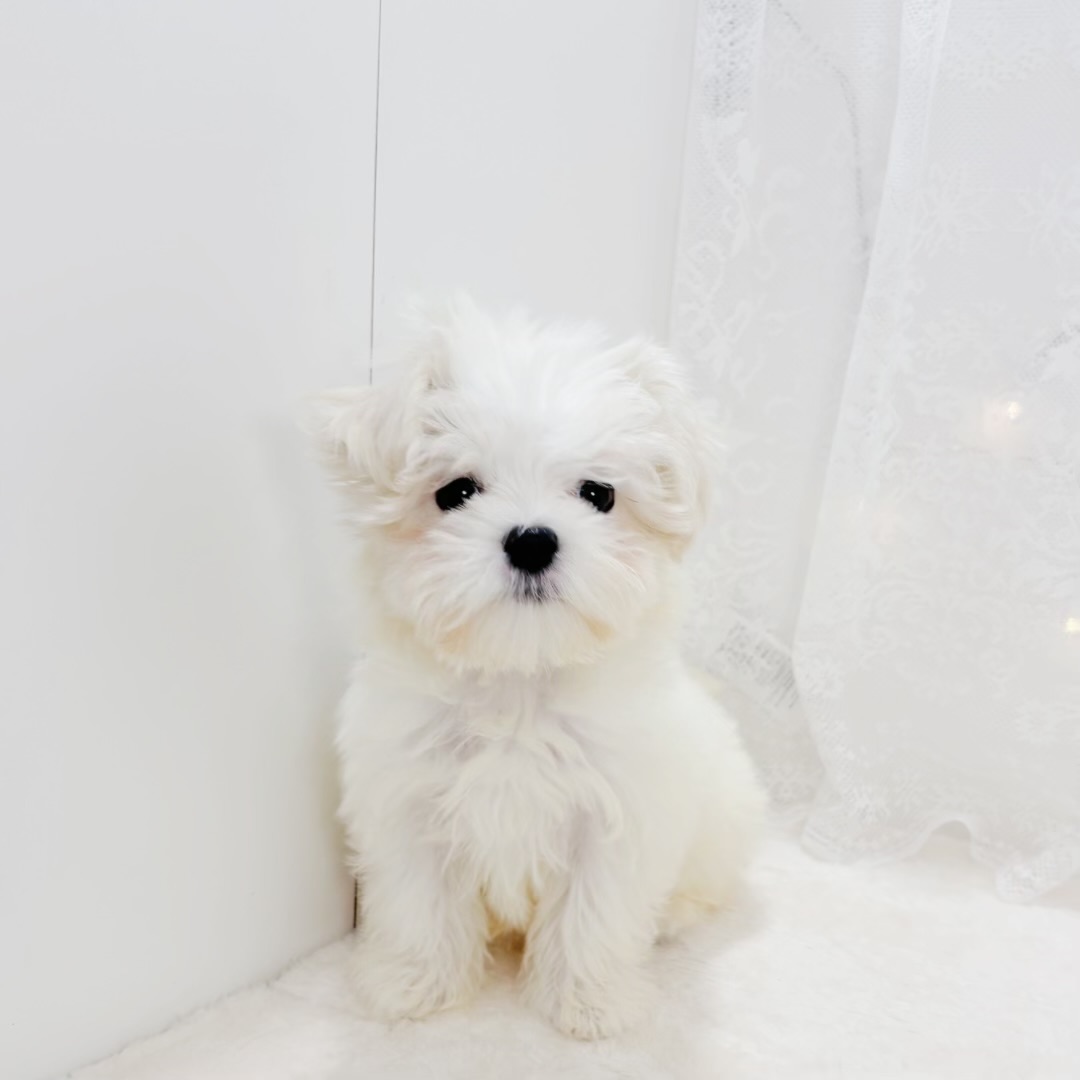 千葉県のマルチーズ (犬の家＆猫の里BIGHOPガーデンモール印西店/2026年1月18日生まれ/女の子/ホワイト)の子犬の4枚目の画像