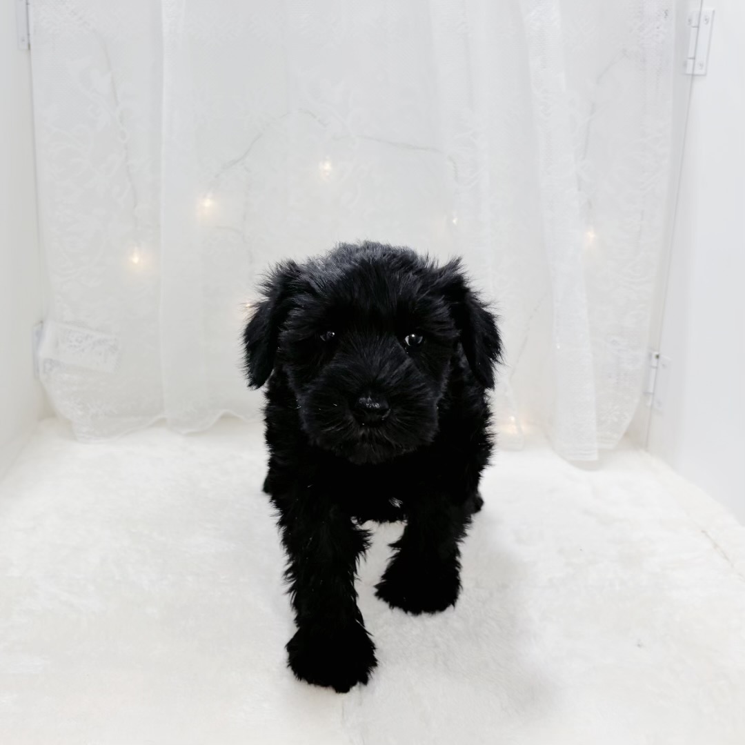 千葉県のミニチュアシュナウザー (犬の家＆猫の里BIGHOPガーデンモール印西店/2026年1月15日生まれ/男の子/ブラック)の子犬の4枚目の画像