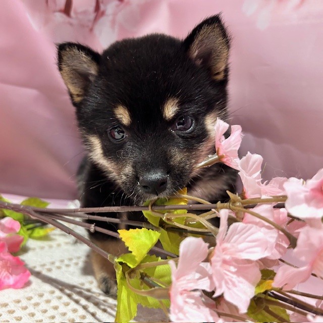 福岡県の豆柴 (犬の家＆猫の里トリアス久山店/2026年1月20日生まれ/女の子/黒)の子犬の4枚目の画像