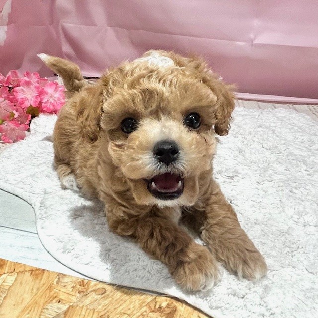 福岡県のビションプー(ビションフリーゼ×プードル) (犬の家＆猫の里トリアス久山店/2026年1月19日生まれ/男の子/アプリコット)の子犬の4枚目の画像