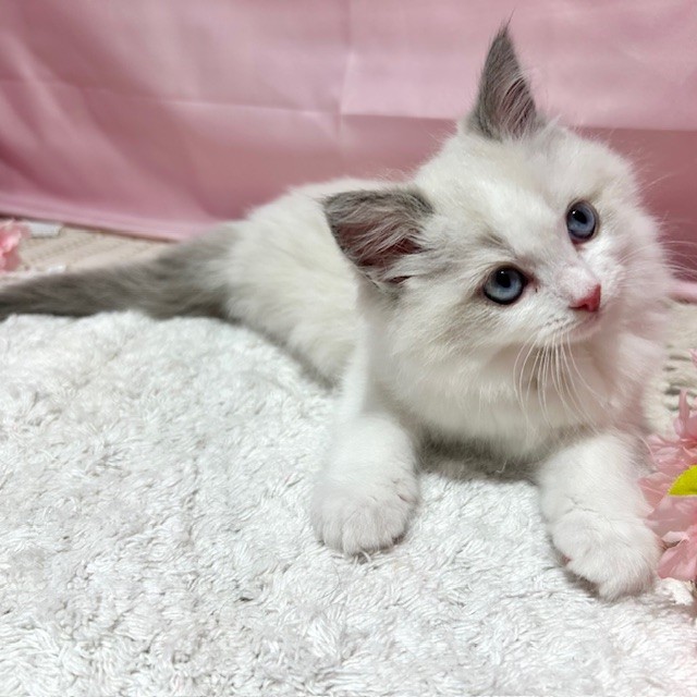 福岡県のラグドール (犬の家＆猫の里トリアス久山店/2026年1月18日生まれ/女の子/ブルーポイントバイカラー)の子猫の4枚目の画像