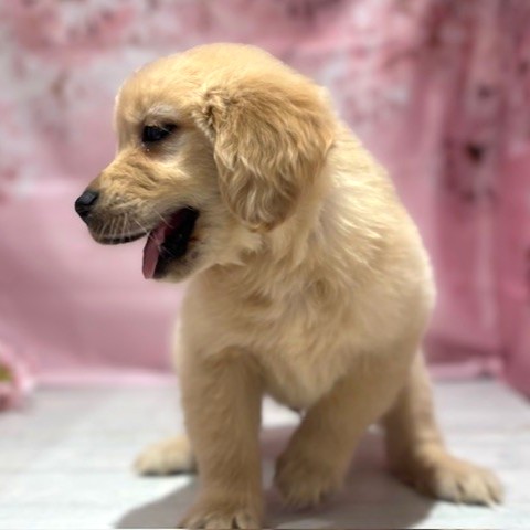 福岡県のゴールデンレトリバー (犬の家＆猫の里トリアス久山店/2026年1月20日生まれ/男の子/ゴールデン)の子犬の4枚目の画像