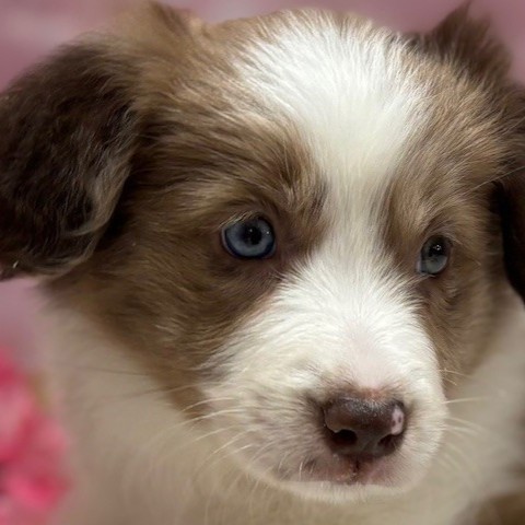 福岡県のボーダーコリー (犬の家＆猫の里トリアス久山店/2026年1月20日生まれ/女の子/チョコレートマール)の子犬の1枚目の画像