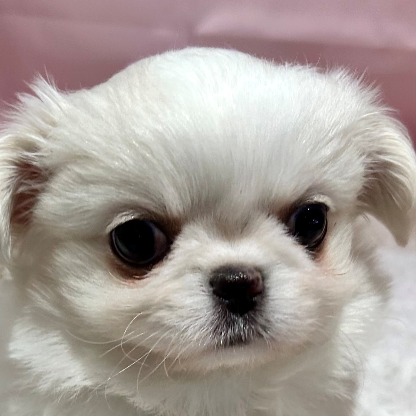 福岡県のチワペキ/ペキチー/ペキチワ(チワワ×ペキニーズ) (犬の家＆猫の里トリアス久山店/2026年1月12日生まれ/男の子/ホワイト)の子犬の1枚目の画像