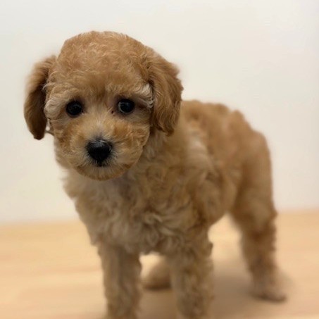 福岡県のトイプードル(トイ) (犬の家＆猫の里トリアス久山店/2026年1月18日生まれ/女の子/アプリコット)の子犬の4枚目の画像