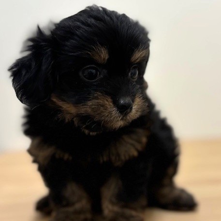 福岡県のチワプー/プーチー(チワワ×プードル) (犬の家＆猫の里トリアス久山店/2026年1月19日生まれ/女の子/ブラックタン)の子犬の4枚目の画像