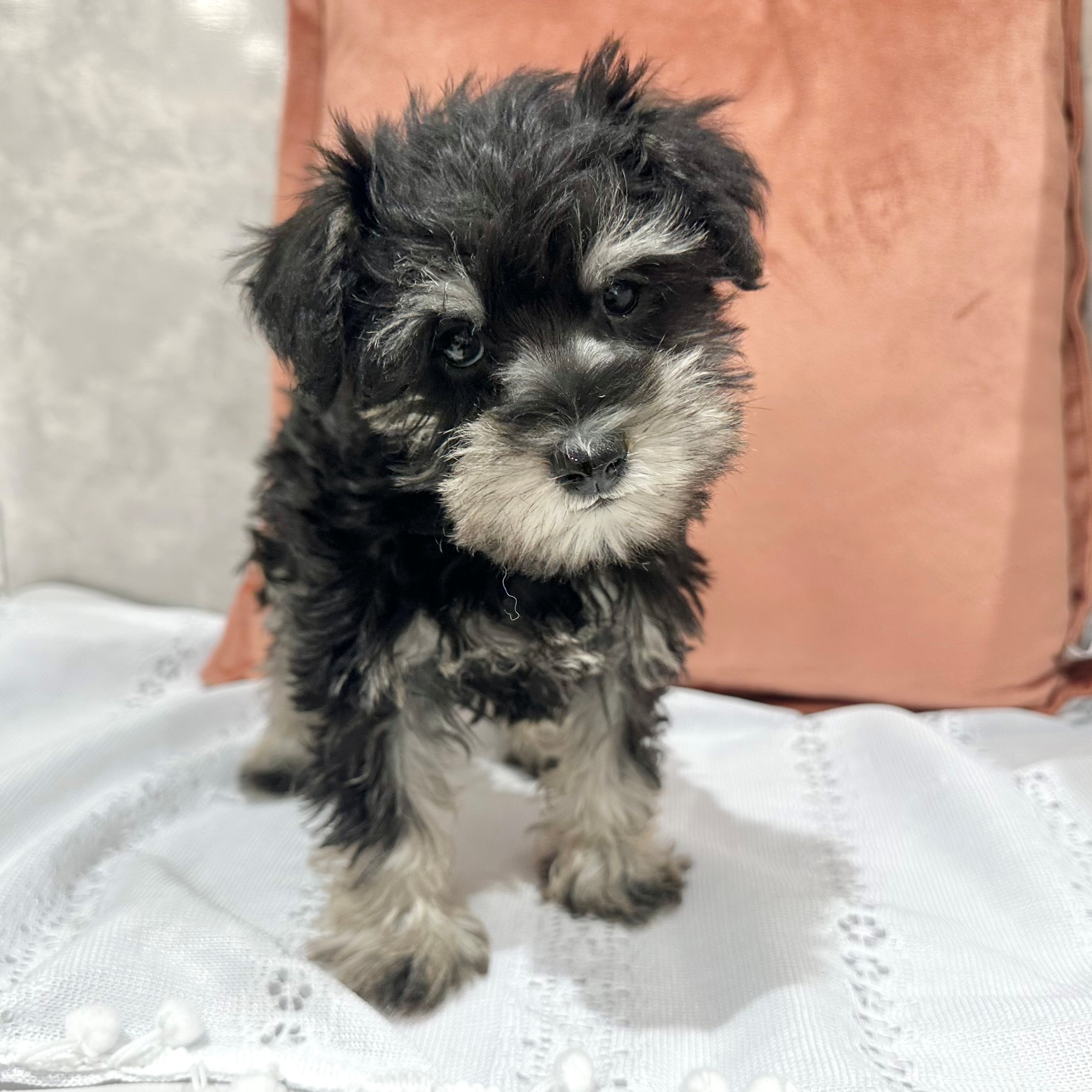 福岡県のミニチュアシュナウザー (犬の家＆猫の里くりえいと宗像店/2026年1月16日生まれ/女の子/ブラックシルバー)の子犬の4枚目の画像