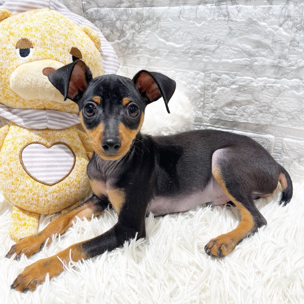 愛知県のミニチュアピンシャー (犬の家＆猫の里MiO香久山店/2026年1月20日生まれ/男の子/ブラックタン)の子犬の4枚目の画像