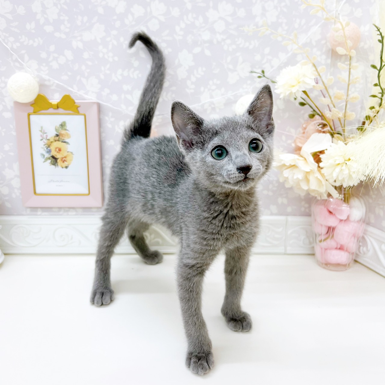 富山県のロシアンブルー (犬の家＆猫の里富山店/2025年12月30日生まれ/男の子/ブルー)の子猫の4枚目の画像