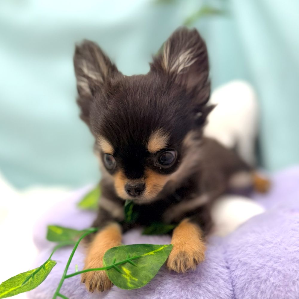 愛知県のチワワ(ロング) (犬の家＆猫の里愛知刈谷店/2026年1月11日生まれ/女の子/ブラックタン)の子犬の4枚目の画像